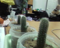 ���� �������� �������� Samsung SGH-D800: ��������, ����� � ��������