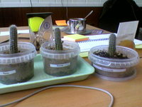 ������� ����