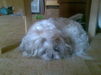 ����� �������� �������� Nokia 6233