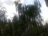 ����� �������� �������� Nokia 6233