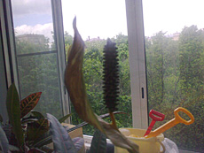 ����� GSM-�������� Nokia 3600 Slide