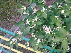 ����� GSM-�������� Nokia 3600 Slide