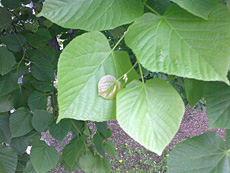 ����� GSM-�������� Nokia 3600 Slide