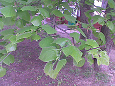 ����� GSM-�������� Nokia 1680 Classic