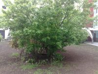 ���������� � ������ Nokia 6220 classic