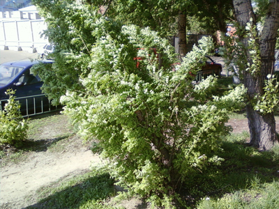 ����� ���������� �������� Samsung D780 DuoS