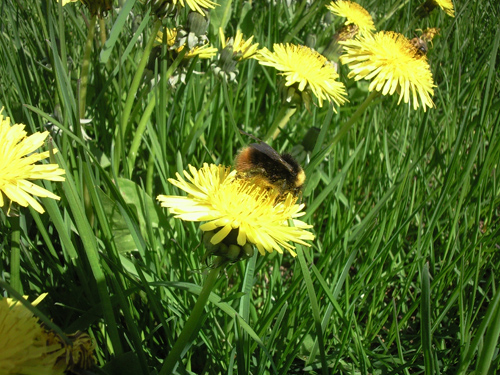 ����� ���������� �������� Samsung G810