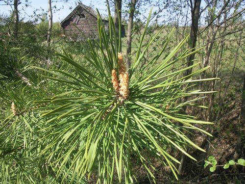 ����� ���������� �������� Samsung G810