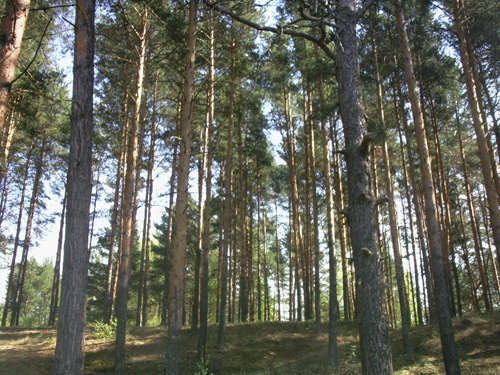 ����� ���������� �������� Samsung G810