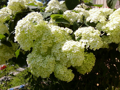 ����� ���������� �������� Samsung L700