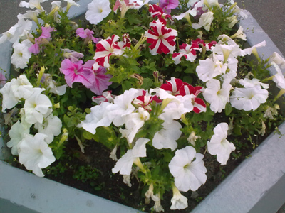 ����� ���������� �������� Nokia 6210 Navigator