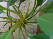 ��������� ���������� ������������ ASUS P320