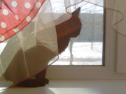 ��������� ���������� ������������ ASUS P320