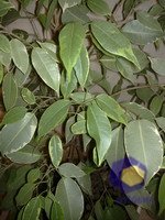 ���������� � ������ Nokia N79