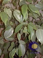 ���������� � ������ Nokia N79