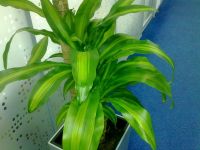 ����� ��������� Nokia 5730. ������ XpressMusic � QWERTY