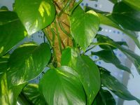 ����� ��������� Nokia 5730. ������ XpressMusic � QWERTY