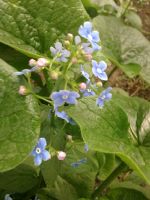 ����� Nokia 6303 classic. �������� ����������