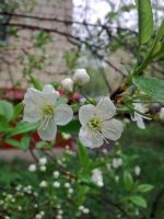 ����� Nokia 6303 classic. �������� ����������