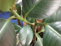 ����-��������� 8 �� ����� Samsung I8910 HD � LG GC900 Viewty Smart