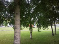 ����� Nokia N86: ������ ����������� � �������������� ����������