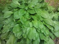 ����� Nokia N86: ������ ����������� � �������������� ����������