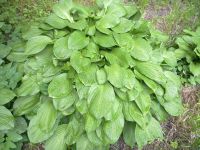 ����� Nokia N86: ������ ����������� � �������������� ����������