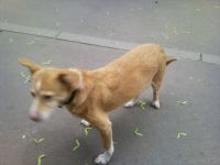 ����� Nokia N86: ������ ����������� � �������������� ����������