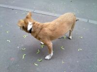 ����� Nokia N86: ������ ����������� � �������������� ����������