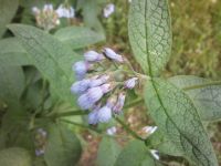 ����� Nokia N86: ������ ����������� � �������������� ����������