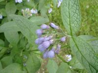 ����� Nokia N86: ������ ����������� � �������������� ����������