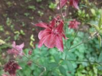 ����� Nokia N86: ������ ����������� � �������������� ����������