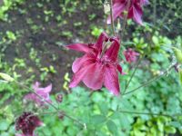 ����� Nokia N86: ������ ����������� � �������������� ����������