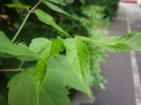 ����� Nokia N86: ������ ����������� � �������������� ����������