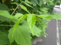 ����� Nokia N86: ������ ����������� � �������������� ����������