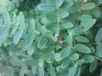 ����� Nokia N86: ������ ����������� � �������������� ����������