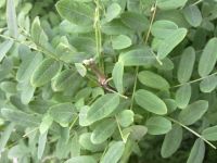 ����� Nokia N86: ������ ����������� � �������������� ����������