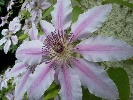 Samsung S7220 B Ultra: ������ ������