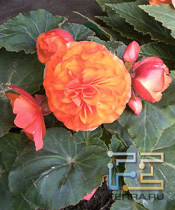 IMAGE_021s