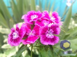 ���������� � ������ Fly E125