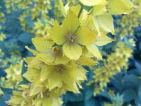 ������ ����� Nokia 5530 XpressMusic. ����� ��������� ��������� ��������