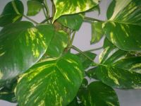 ������ ����� Nokia 5530 XpressMusic. ����� ��������� ��������� ��������