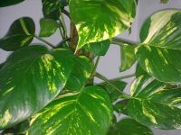 ������ ����� Nokia 5530 XpressMusic. ����� ��������� ��������� ��������