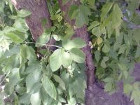 ������ ����� Nokia 5530 XpressMusic. ����� ��������� ��������� ��������