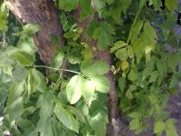 ������ ����� Nokia 5530 XpressMusic. ����� ��������� ��������� ��������