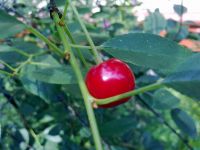 ������ ����� Nokia 5530 XpressMusic. ����� ��������� ��������� ��������