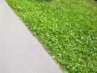 ������ ����� Nokia 5530 XpressMusic. ����� ��������� ��������� ��������