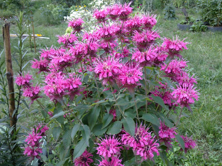 Nokia 6700 Classic: ������� ������� ����������