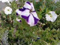 ����� Nokia E52. ������������ ����������� ����