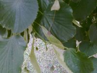 ����� Nokia E52. ������������ ����������� ����